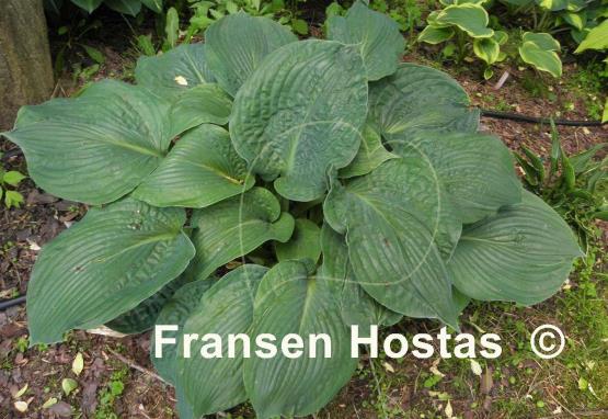 Hosta Mr. Big